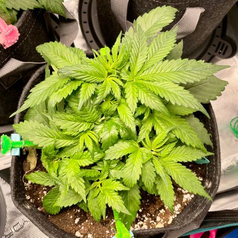 Bruce Banner #1 growlog timeline photo