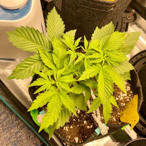 Growlog-Zeitleistenfoto von White Widow #1