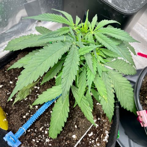 White Widow #2 growlog timeline photo
