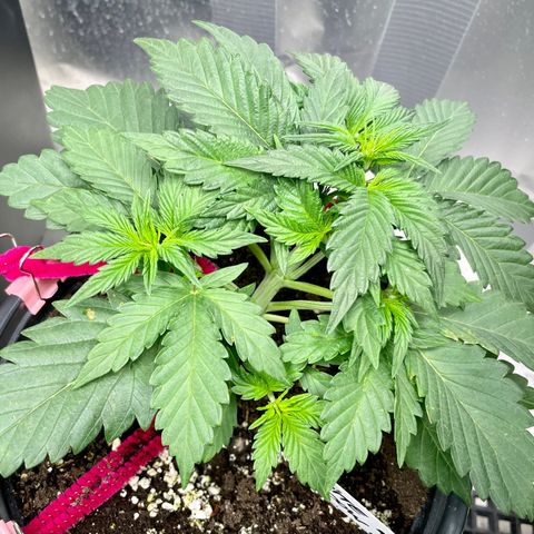 White Widow #3 growlog timeline photo