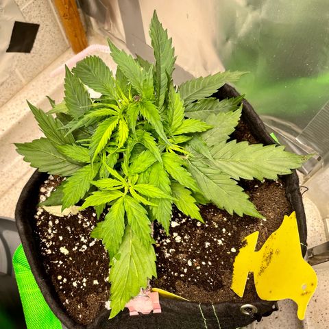 Milky Way - Variegated growlog timeline photo