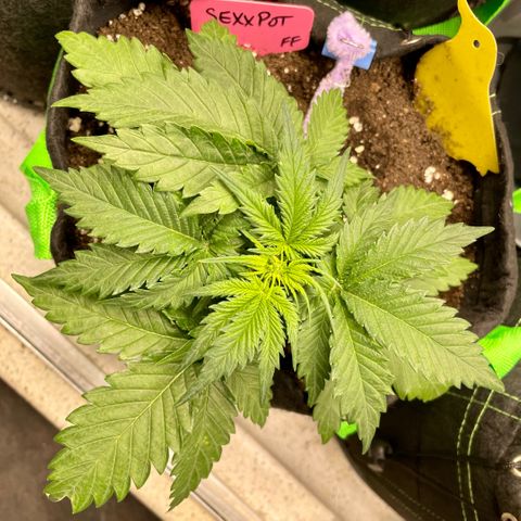 Sexxpot #1 growlog timeline photo