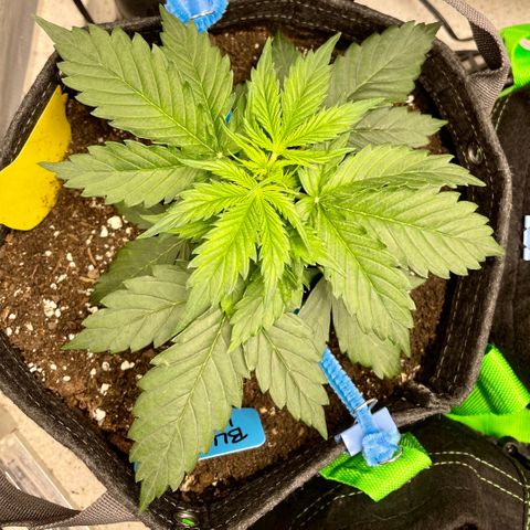 Blue Knight #1 growlog timeline photo