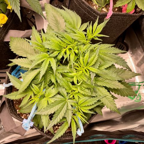 Cinderella #1 growlog timeline photo