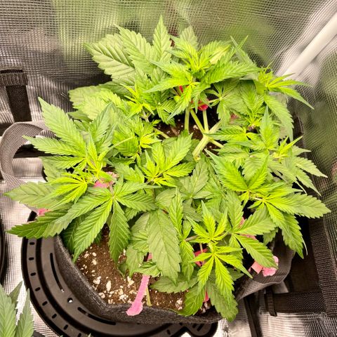Do-Si-Dos #1 growlog timeline photo