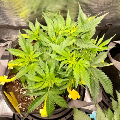 Moonshine Cookies growlog timeline photo