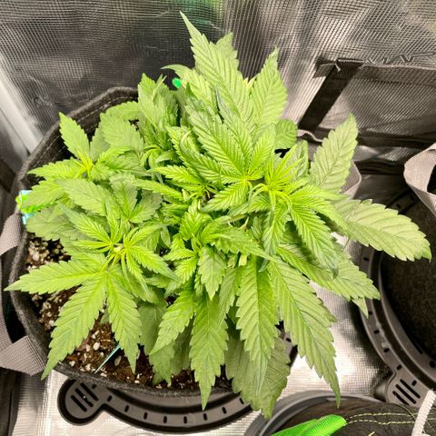 Bruce Banner #1 growlog timeline photo