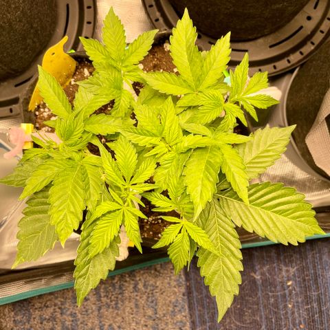 Growlog-Zeitleistenfoto von White Widow #1