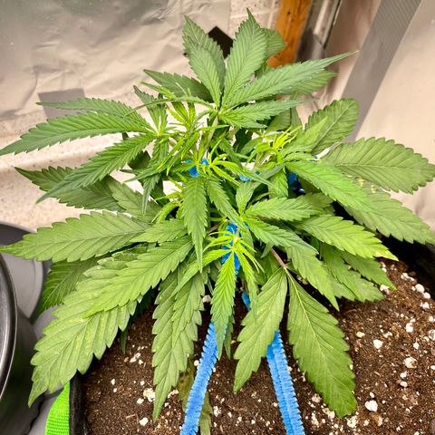 White Widow #2 growlog timeline photo