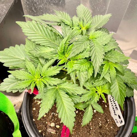 White Widow #3 growlog timeline photo
