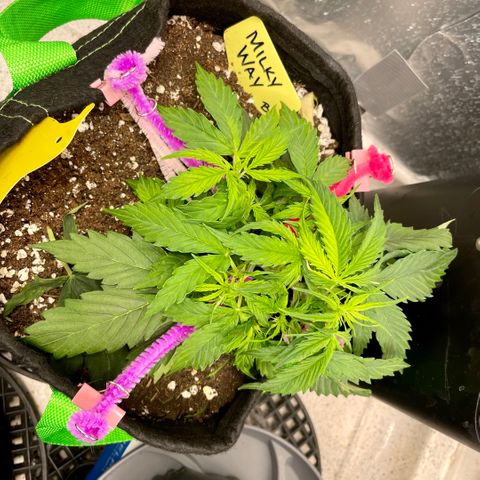 Milky Way - Variegated growlog timeline photo