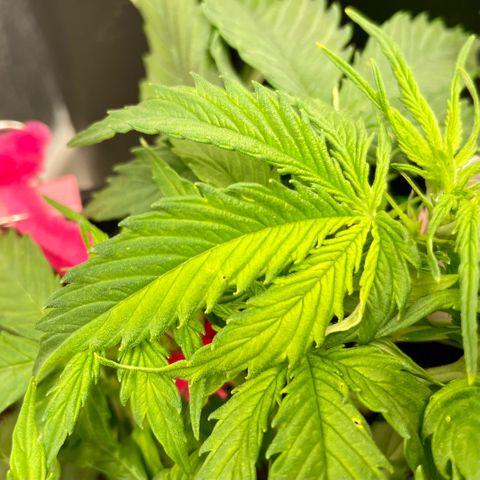 Milky Way - Variegated growlog timeline photo