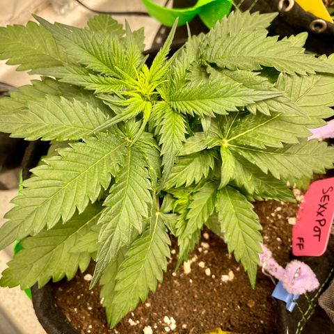 Sexxpot #1 growlog timeline photo
