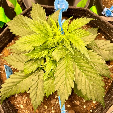 Blue Knight #1 growlog timeline photo