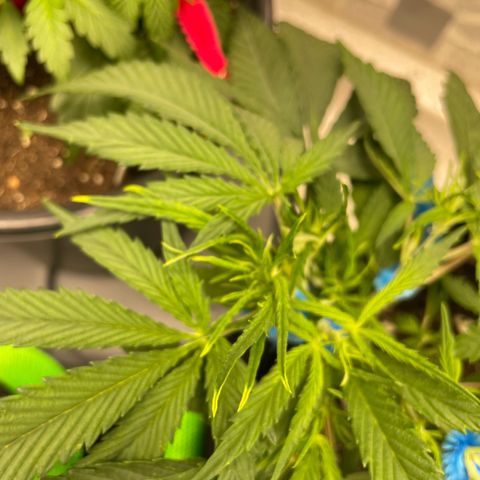 White Widow #2 growlog photo: A little light burn.  Somehow had light too high.