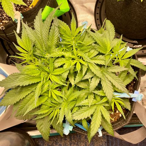 Cinderella #1 growlog timeline photo