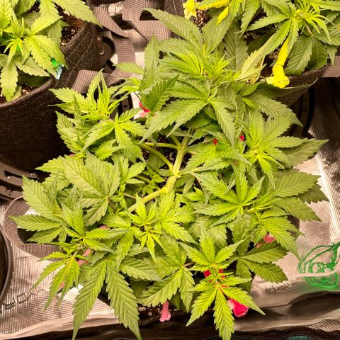 Do-Si-Dos #1 growlog timeline photo