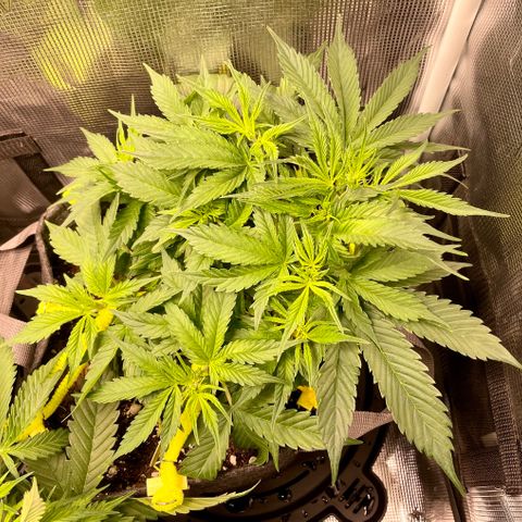 Moonshine Cookies growlog timeline photo