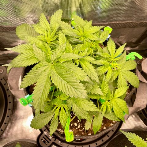 Bruce Banner #1 growlog timeline photo