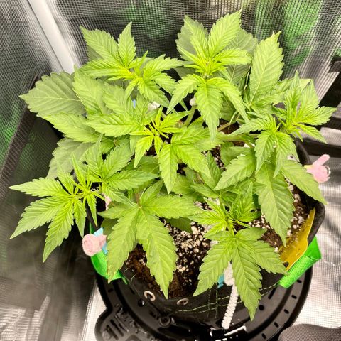 Growlog-Zeitleistenfoto von White Widow #1