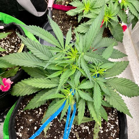 White Widow #2 growlog timeline photo