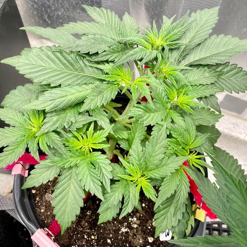 White Widow #3 growlog timeline photo