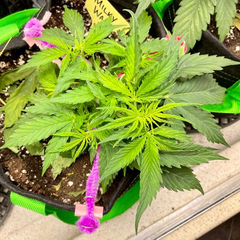 Milky Way - Variegated growlog timeline photo