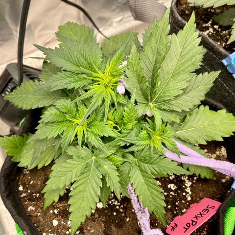 Sexxpot #1 growlog timeline photo