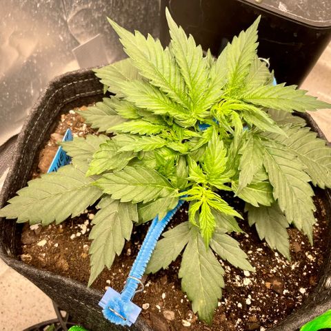 Blue Knight #1 growlog timeline photo