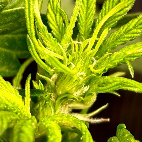 Cinderella #1 growlog photo: Pre-Flower!