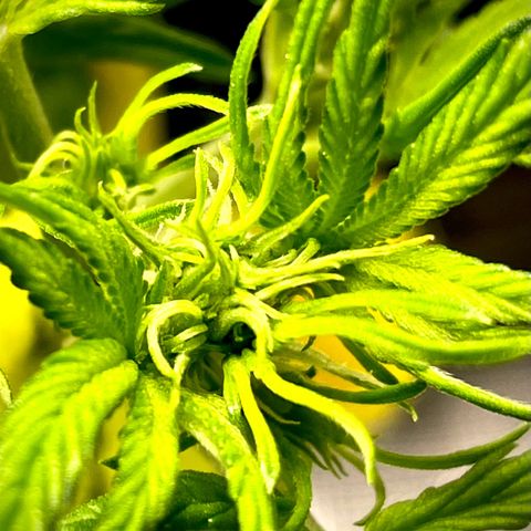 Moonshine Cookies growlog photo: Pre-Flowering has begun!