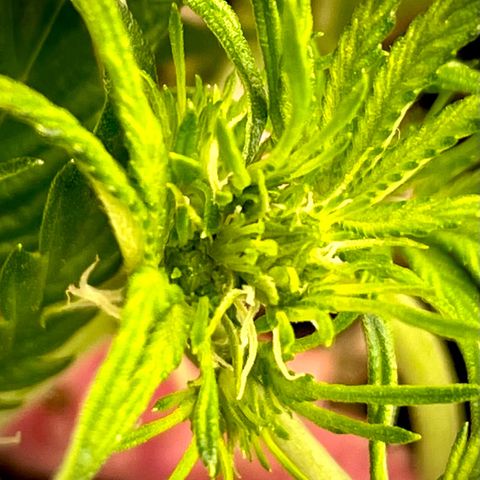 Do-Si-Dos #1 growlog photo: Pre-Flowering has begun! 