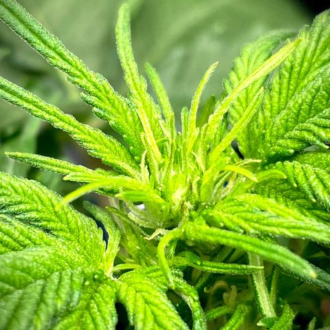 Sexxpot #1 growlog photo: Pre-Flower starting a bit earlier than the others