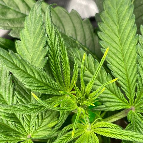 Bruce Banner #1 growlog photo: Ack! The leaf tip burning happens so fast!  Raised the lights a bit.  