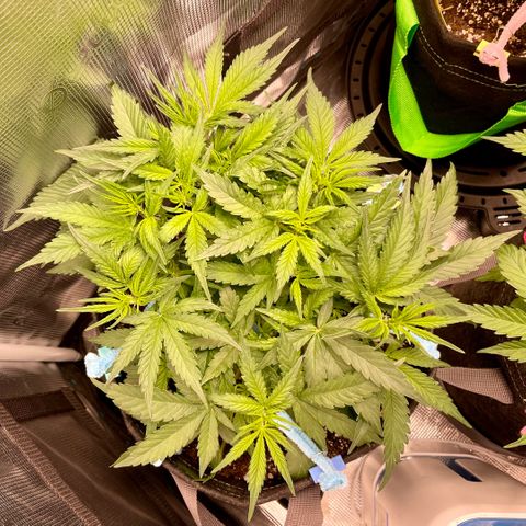 Cinderella #1 growlog timeline photo