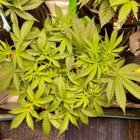 Do-Si-Dos #1 growlog timeline photo