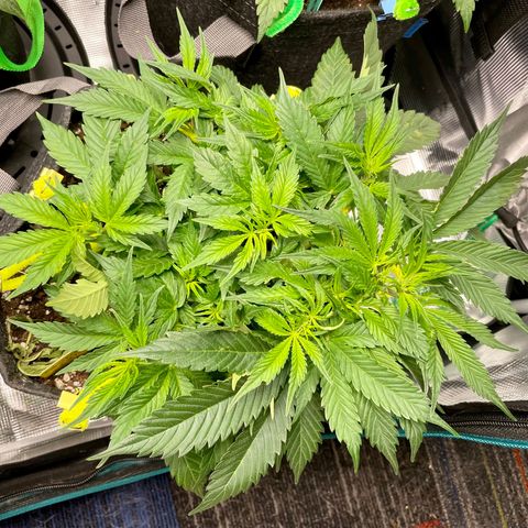 Moonshine Cookies growlog timeline photo
