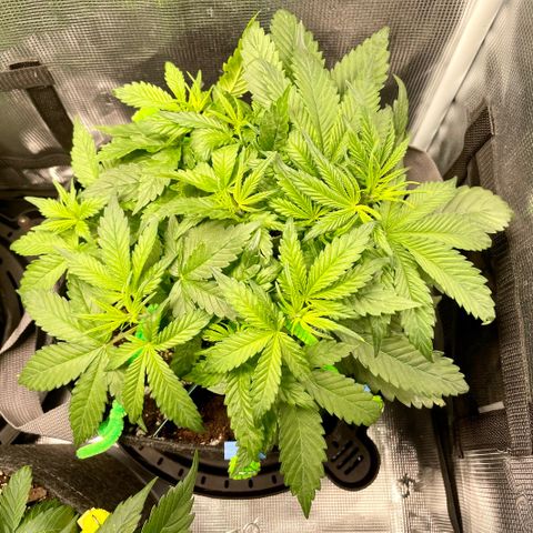 Bruce Banner #1 growlog timeline photo