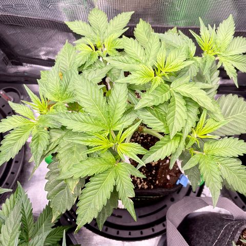 Growlog-Zeitleistenfoto von White Widow #1