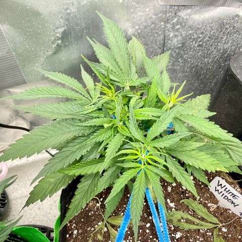 White Widow #2 growlog timeline photo