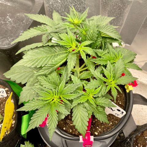 White Widow #3 growlog timeline photo