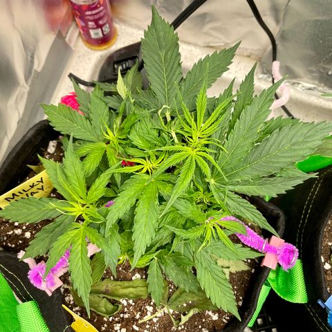 Milky Way - Variegated growlog timeline photo