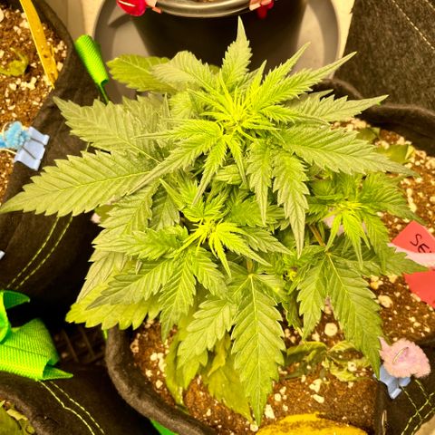 Sexxpot #1 growlog timeline photo