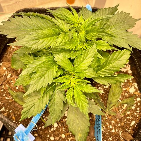 Blue Knight #1 growlog timeline photo