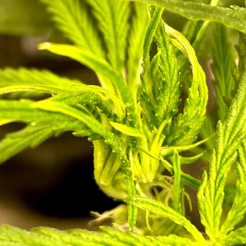 White Widow #2 growlog timeline photo
