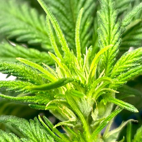 Sexxpot #1 growlog photo: Already in Pre-Flower