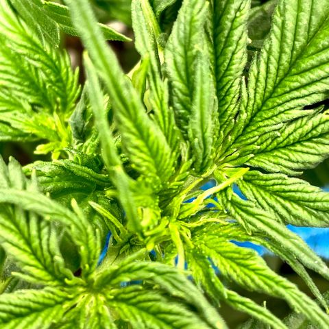 Blue Knight #1 growlog timeline photo