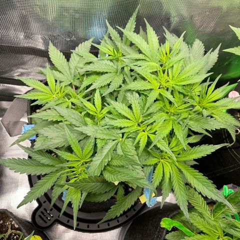 Cinderella #1 growlog timeline photo