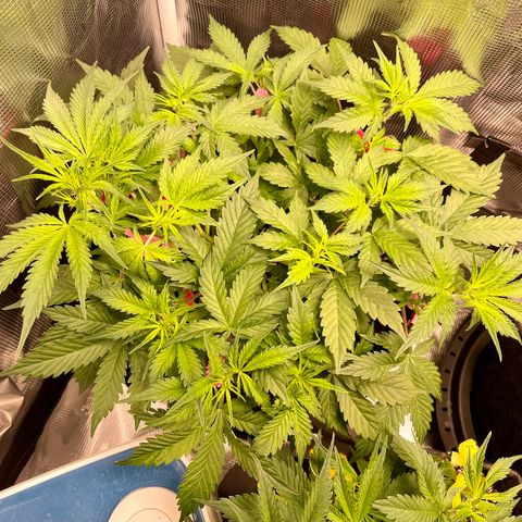 Do-Si-Dos #1 growlog timeline photo