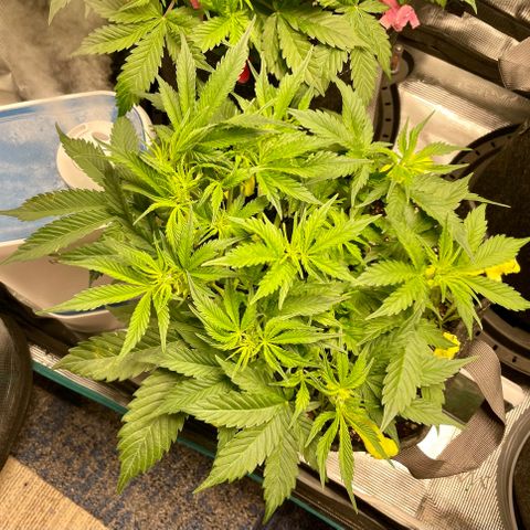 Moonshine Cookies growlog timeline photo